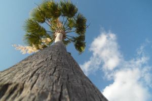 International All Star Championship Orlando/USA - 9. März 2013_94