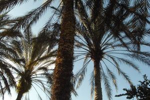 International All Star Championship Orlando/USA - 9. März 2013_95